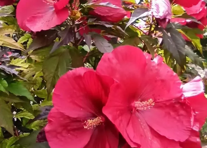 Un Air D'autan, Labelisse 3 Etoiles Prázdninový dům Saint-Félix-Lauragais